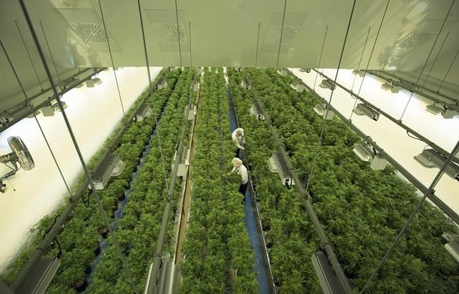 Canopy Growth signs deal worth $435 million to buy Supreme Cannabis | iN420 Canopy Growth signs deal worth $435 million to buy Supreme Cannabis | iN420