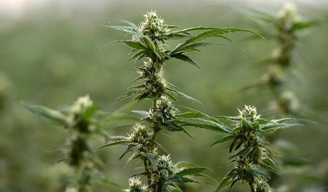 Cannabis company Aphria reports Q3 loss, says COVID-19 lockdowns have caused pressure | iN420 Cannabis company Aphria reports Q3 loss, says COVID-19 lockdowns have caused pressure | iN420