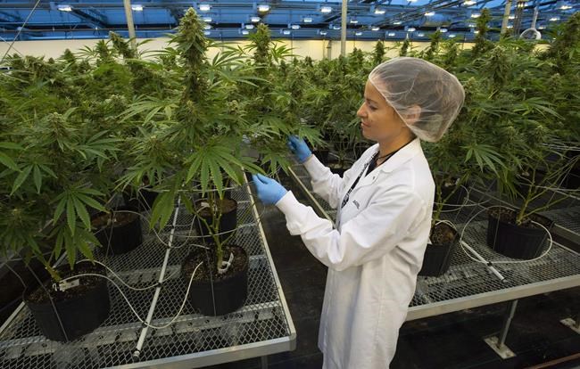 Hexo eyeing private label strategy as it charts U.S. expansion | iN420