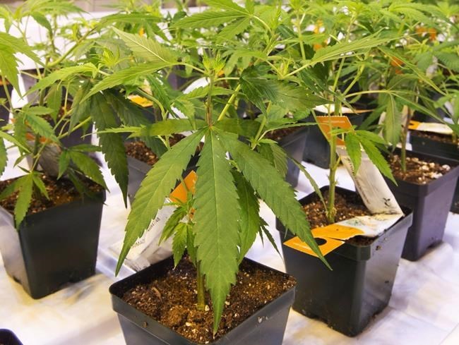 Aurora Cannabis to raise $33.8M in share offering, plans to repay convertible debt | iN420 Aurora Cannabis to raise $33.8M in share offering, plans to repay convertible debt | iN420