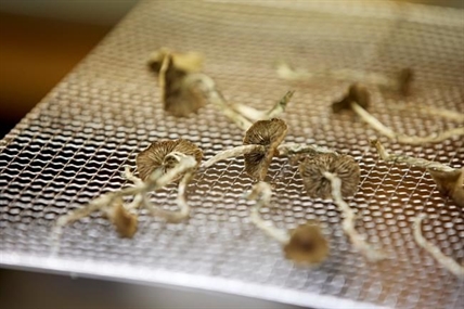 Federal Court ruling sets back health workers seeking psilocybin mushroom access | iN420 Federal Court ruling sets back health workers seeking psilocybin mushroom access | iN420