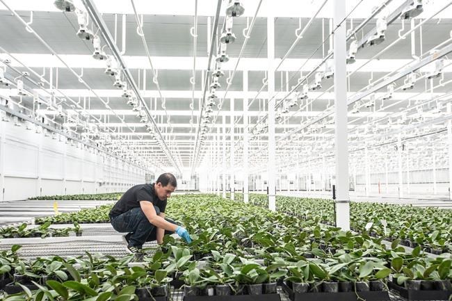 Orchids, veggies and beer: pot producers pivot in tough market | iN420 Orchids, veggies and beer: pot producers pivot in tough market | iN420