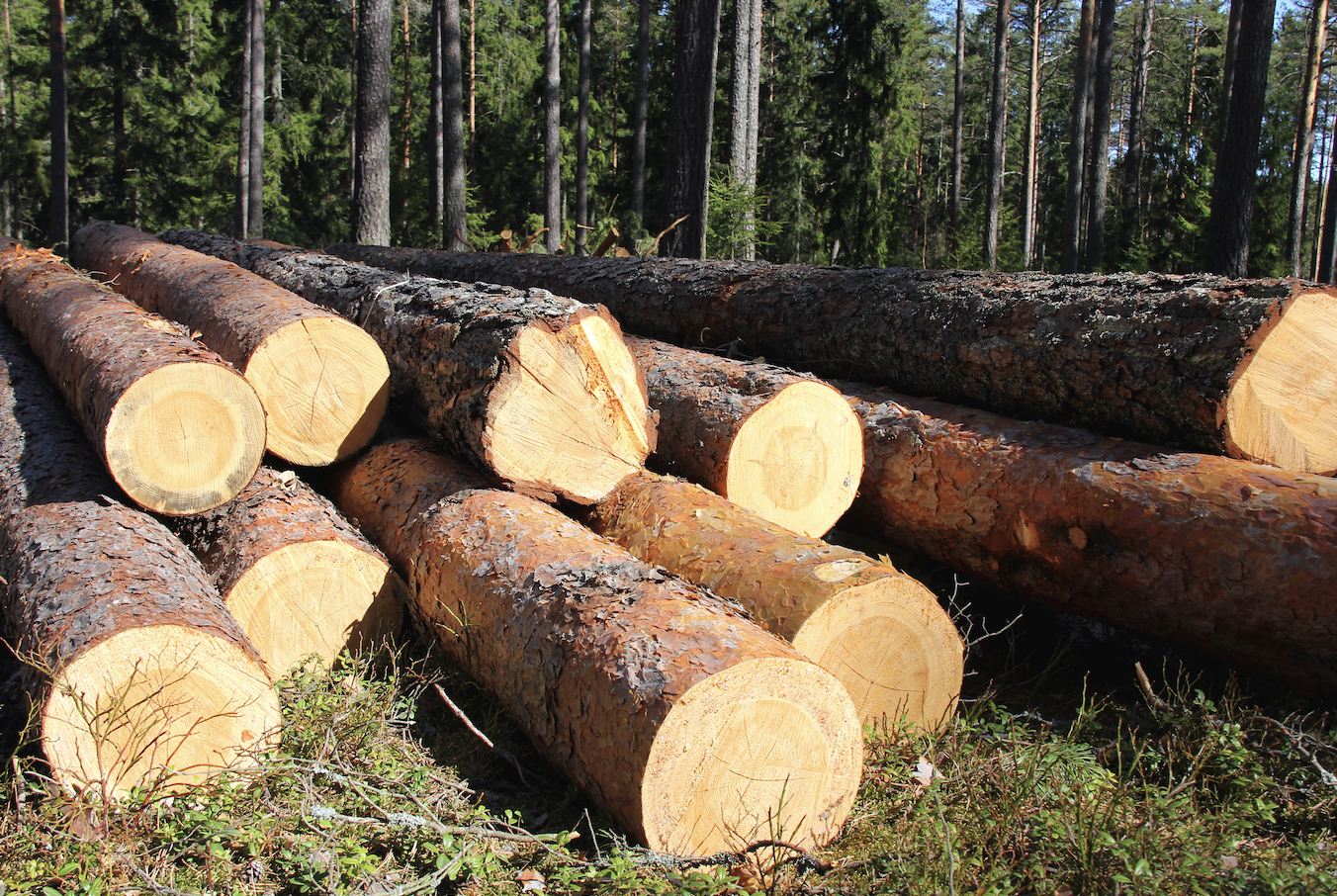 Men accused of smuggling cannabis from Okanagan in logs face extradition, again | iN420 Men accused of smuggling cannabis from Okanagan in logs face extradition, again | iN420