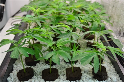 “It’s going to be massive”: What pot legalization means for the economy in the North Okanagan | iN420 “It’s going to be massive”: What pot legalization means for the economy in the North Okanagan | iN420