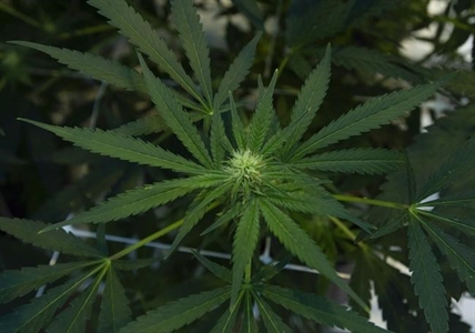 Cannabis company Hexo proposes share consolidation plan to boost share price | iN420 Cannabis company Hexo proposes share consolidation plan to boost share price | iN420
