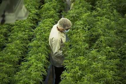 Large fire breaks out at cannabis facility in Delta, B.C., no injuries reported | iN420 Large fire breaks out at cannabis facility in Delta, B.C., no injuries reported | iN420