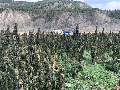 RCMP destroy $8M illegal outdoor cannabis crop near Merritt | iN420 RCMP destroy $8M illegal outdoor cannabis crop near Merritt | iN420