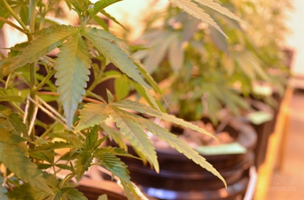 Regional district board defers Lumby cannabis facility application amid environmental concerns | iN420