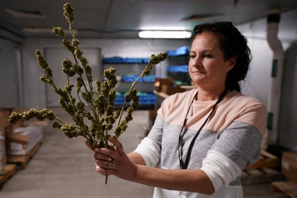 High times: Pocono set for first CBD-sponsored NASCAR race | iN420 High times: Pocono set for first CBD-sponsored NASCAR race | iN420