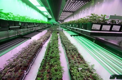 Cannabis company Organigram reports Q4 loss, revenue up 22 per cent from year ago | iN420 Cannabis company Organigram reports Q4 loss, revenue up 22 per cent from year ago | iN420