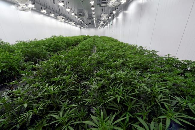 New York is latest state to legalize recreational marijuana | iN420 New York is latest state to legalize recreational marijuana | iN420