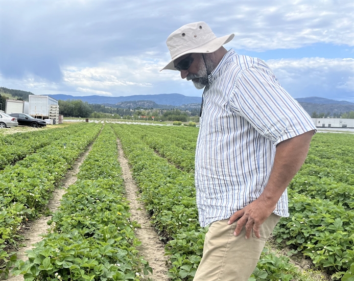 Strawberry dilemma: Buy cheap American or more pricey Okanagan grown | iN420
