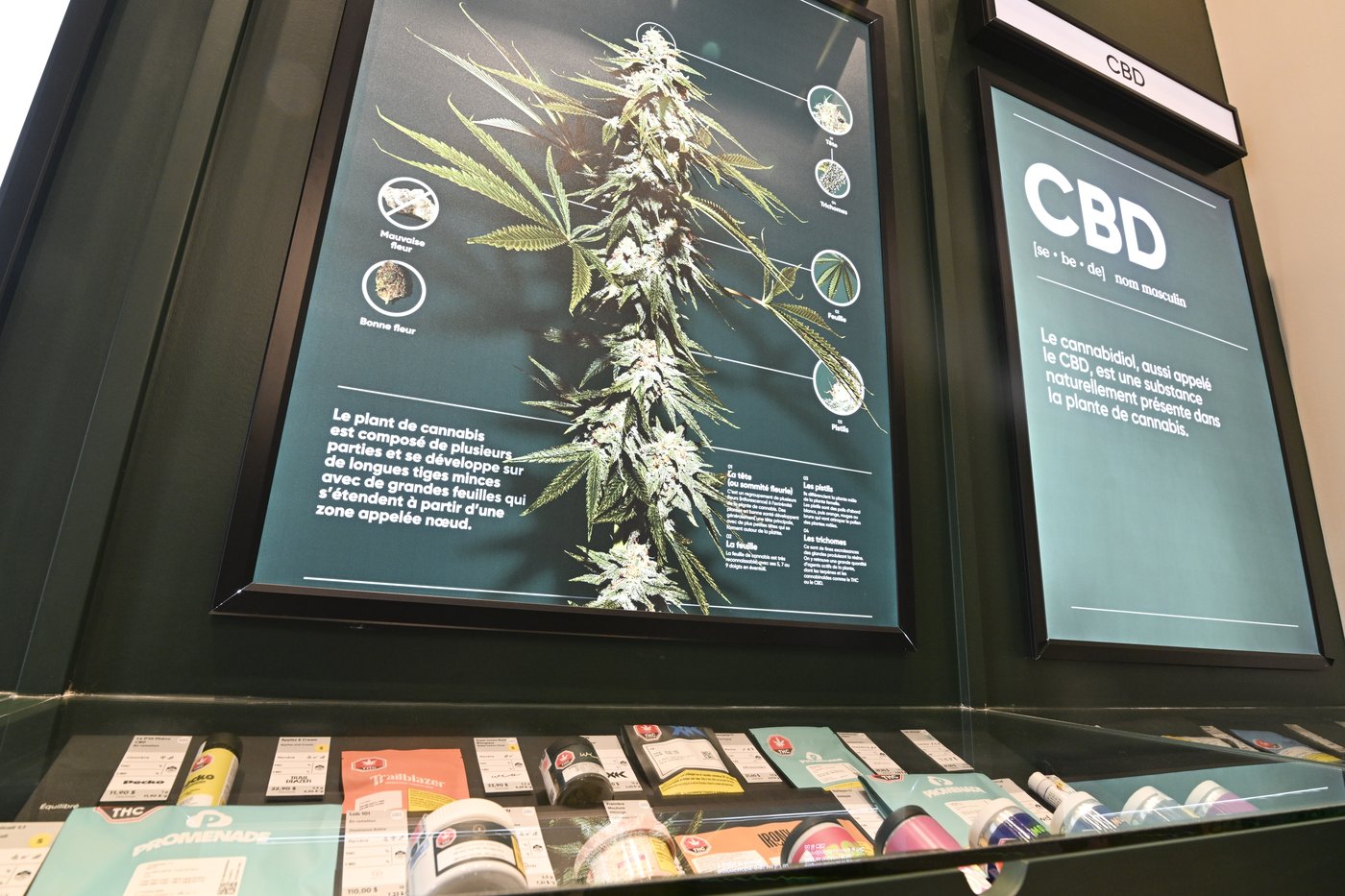 National cannabis lobby group suspends operations, citing black market | iN420 National cannabis lobby group suspends operations, citing black market | iN420