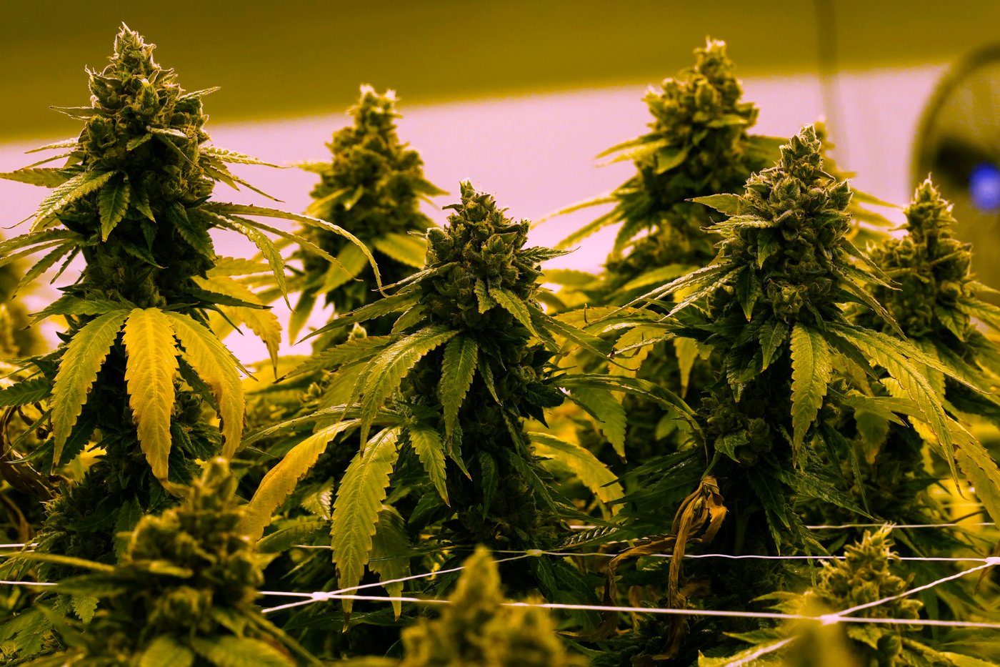 Why it can make more sense to sell BC Bud in Germany than Kelowna | iN420 Why it can make more sense to sell BC Bud in Germany than Kelowna | iN420