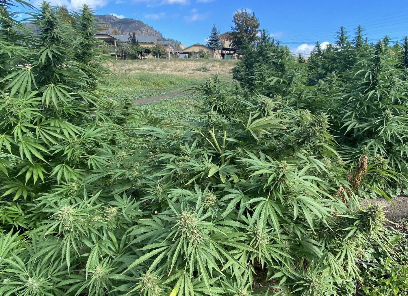 Okanagan ideal climate for growing cannabis; getting bud to consumers a challenge | iN420