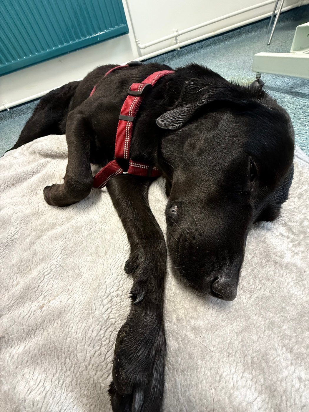 Grateful dog owner describes mountain rescue after canine apparently ingests cannabis | iN420 Grateful dog owner describes mountain rescue after canine apparently ingests cannabis | iN420