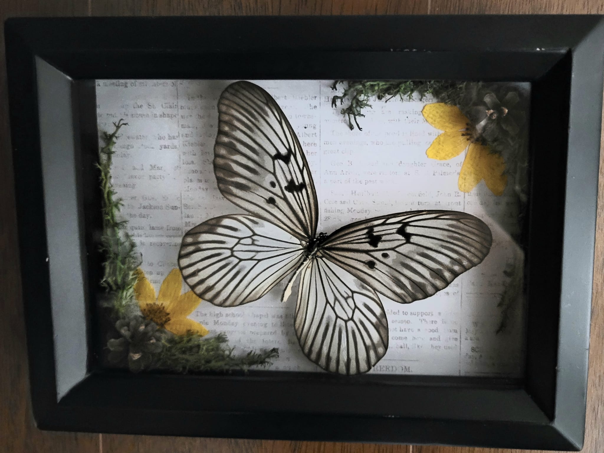 iN PHOTOS: Kamloops crafter makes whimsical works of art out of dead insects | iNhome iN PHOTOS: Kamloops crafter makes whimsical works of art out of dead insects | iNhome