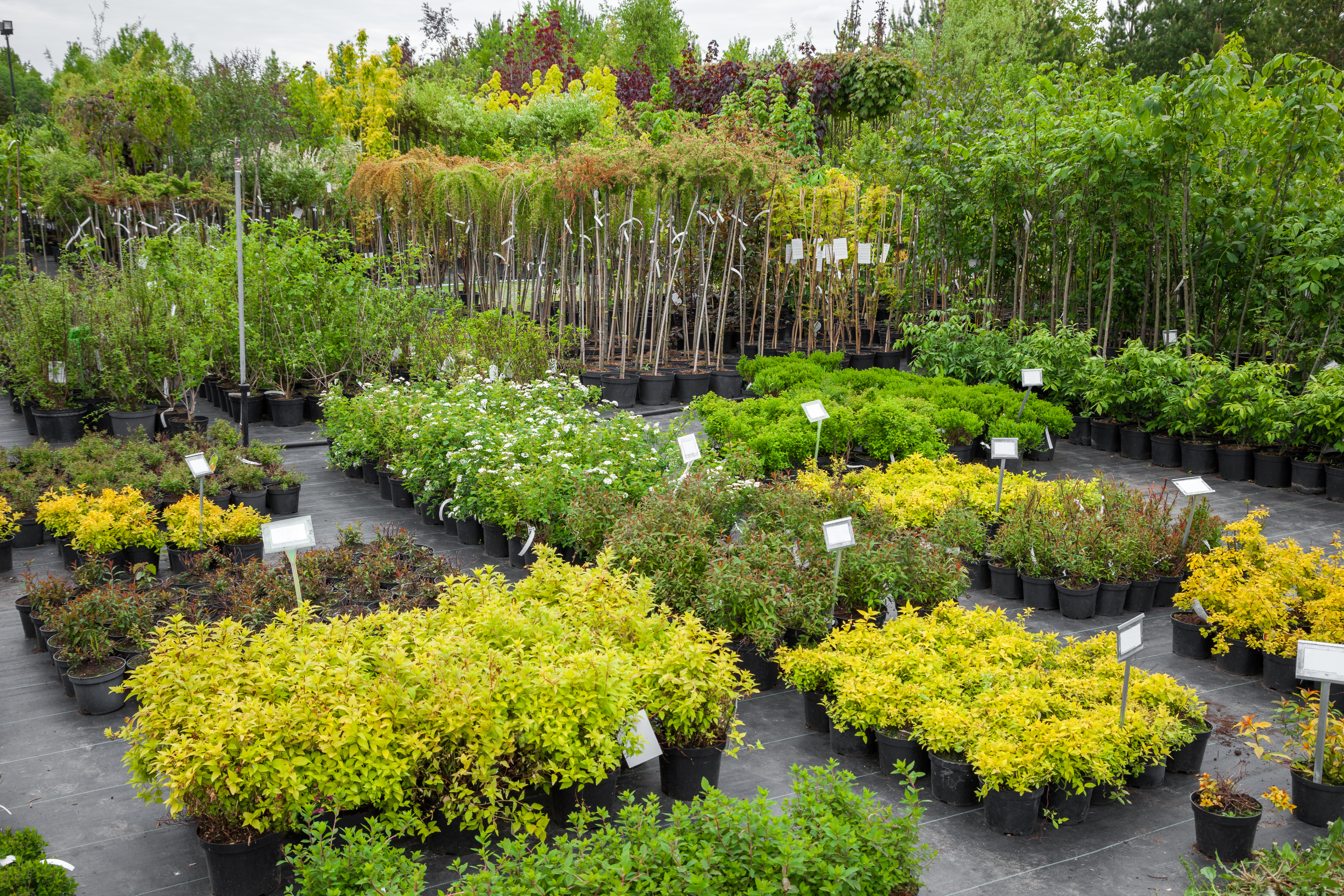 Cultivating Community: Shop with Local Nurseries | iNhome