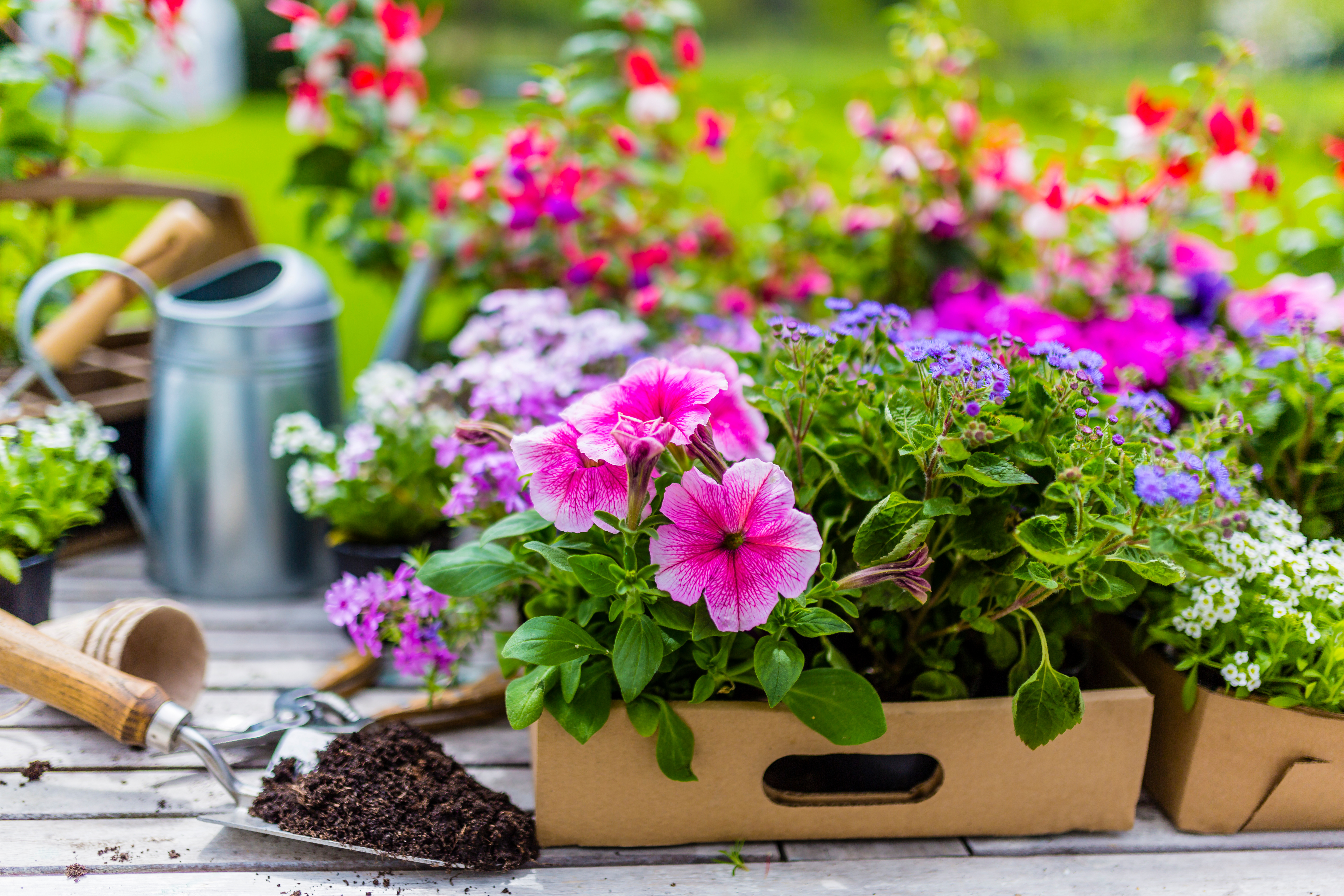 When to Plant Annual Flowers in Okanagan Valley: A Gardener’s Guide | iNhome When to Plant Annual Flowers in Okanagan Valley: A Gardener’s Guide | iNhome