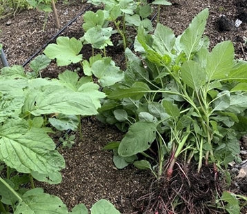 Weeds aren’t all bad, but do need to be controlled | iNhome Weeds aren’t all bad, but do need to be controlled | iNhome