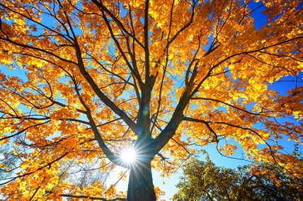 Fire-proofing your yard this Fall | iNhome Fire-proofing your yard this Fall | iNhome