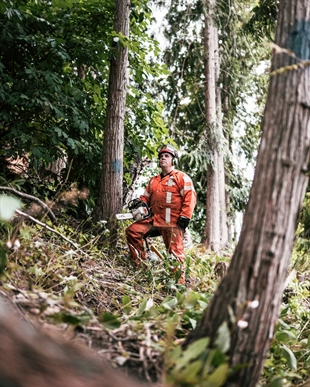 Caring for Trees: Call your local Pine Valley Tree Service Team | iNhome Caring for Trees: Call your local Pine Valley Tree Service Team | iNhome