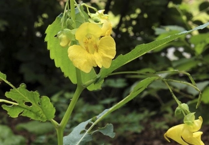 Some ‘impatient’ plants considered weeds, others cultivated | iNhome Some ‘impatient’ plants considered weeds, others cultivated | iNhome
