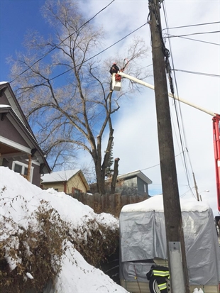 Winter winds wreak havoc on standing timber | iNhome