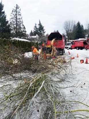 Winter winds wreak havoc on standing timber | iNhome