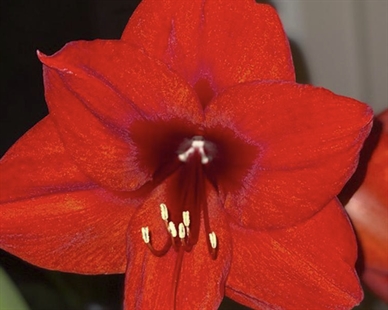 Showy amaryllis makes a perfect Valentine’s plant or gift | iNhome Showy amaryllis makes a perfect Valentine’s plant or gift | iNhome