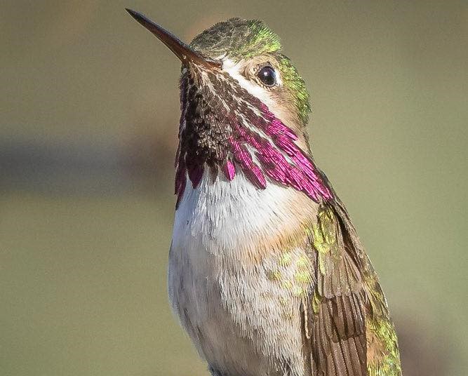 How to attract hummingbirds that may arrive early in Kamloops, Okanagan | iNhome How to attract hummingbirds that may arrive early in Kamloops, Okanagan | iNhome