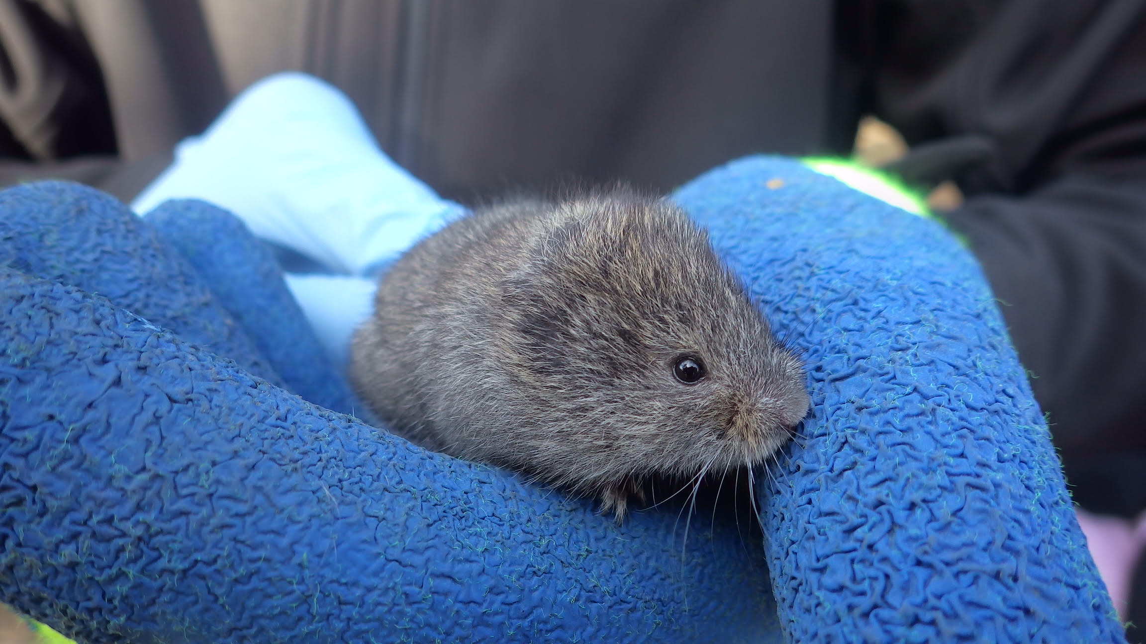 Melting snow reveals small rodents up to no good under this Kamloops lawn | iNhome Melting snow reveals small rodents up to no good under this Kamloops lawn | iNhome