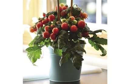 Short on space for veggies? Smaller varieties thrive in pots | iNhome Short on space for veggies? Smaller varieties thrive in pots | iNhome