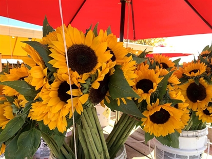 Sunflowers: Popular, native and, for some, newly meaningful | iNhome Sunflowers: Popular, native and, for some, newly meaningful | iNhome
