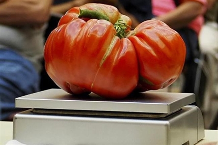 A tomato lover’s seven tips for growing them big | iNhome A tomato lover’s seven tips for growing them big | iNhome