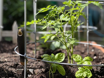 Do we have to separate you two? Best, worst companion plants | iNhome Do we have to separate you two? Best, worst companion plants | iNhome