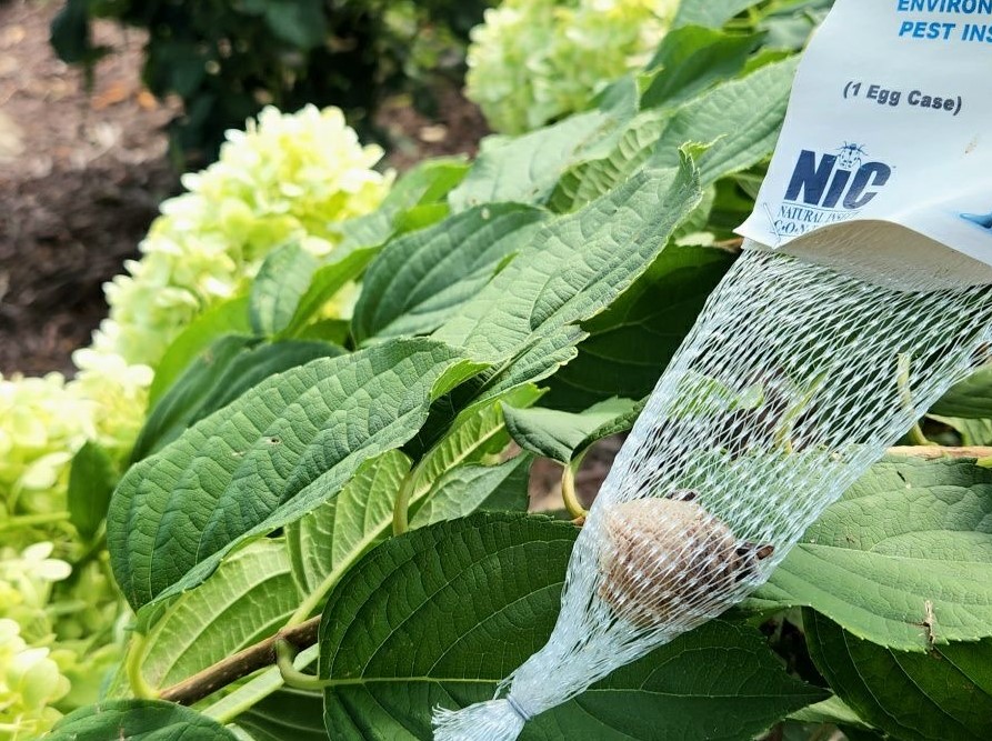 Kamloops gardener expects to be startled by her own pest control experiment | iNhome Kamloops gardener expects to be startled by her own pest control experiment | iNhome