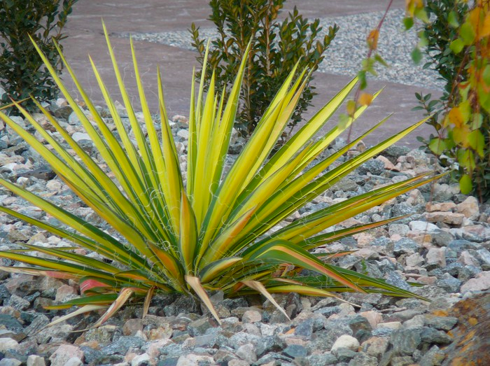 Eliminating thirsty plants in the Thompson-Okanagan sacrifices no beauty | iNhome