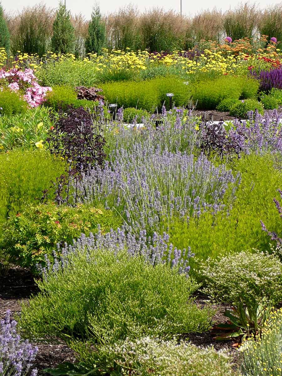 Eliminating thirsty plants in the Thompson-Okanagan sacrifices no beauty | iNhome