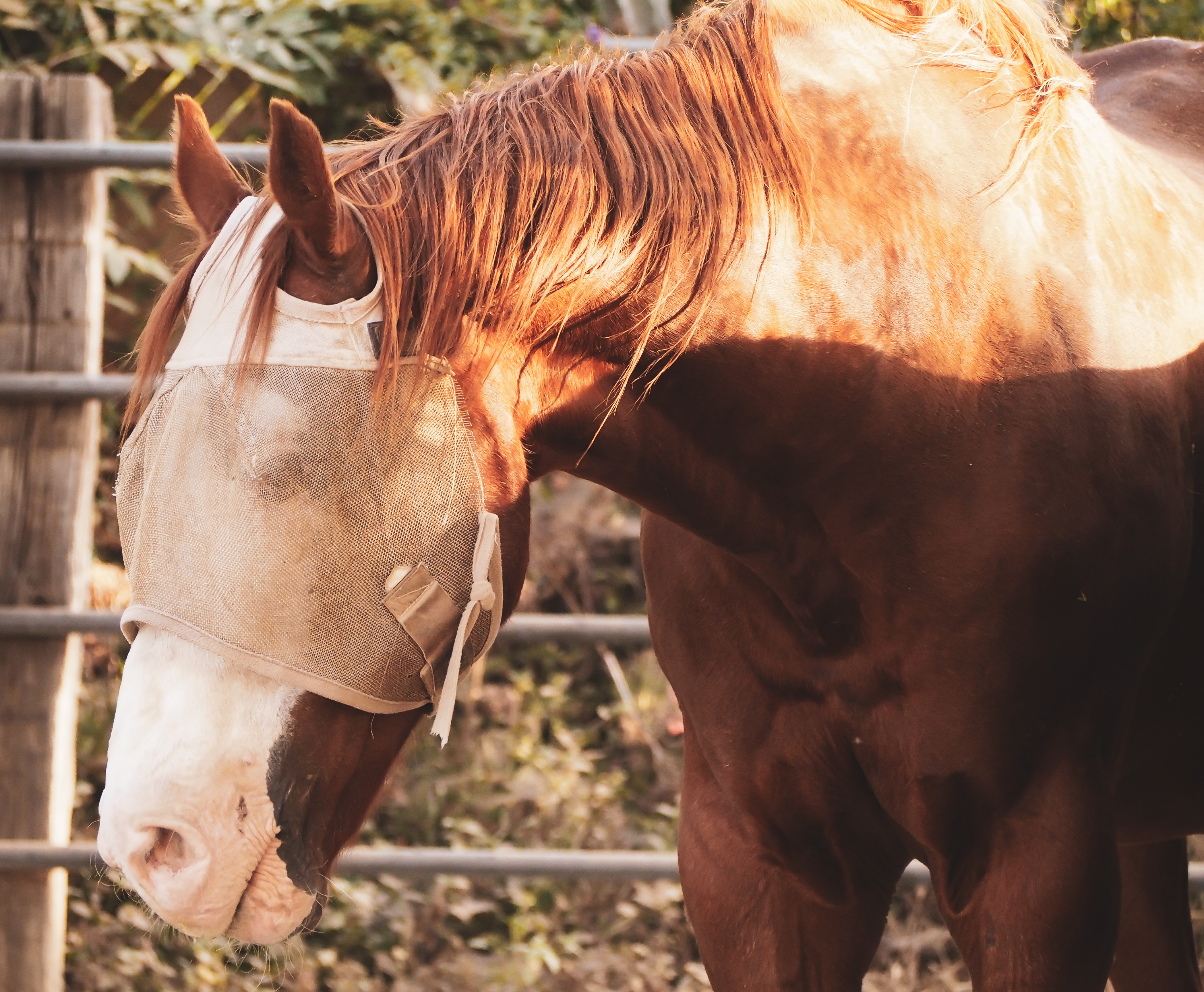 Get Your Horse Ready for Spring and Summer with The Horse Barn | iNhome