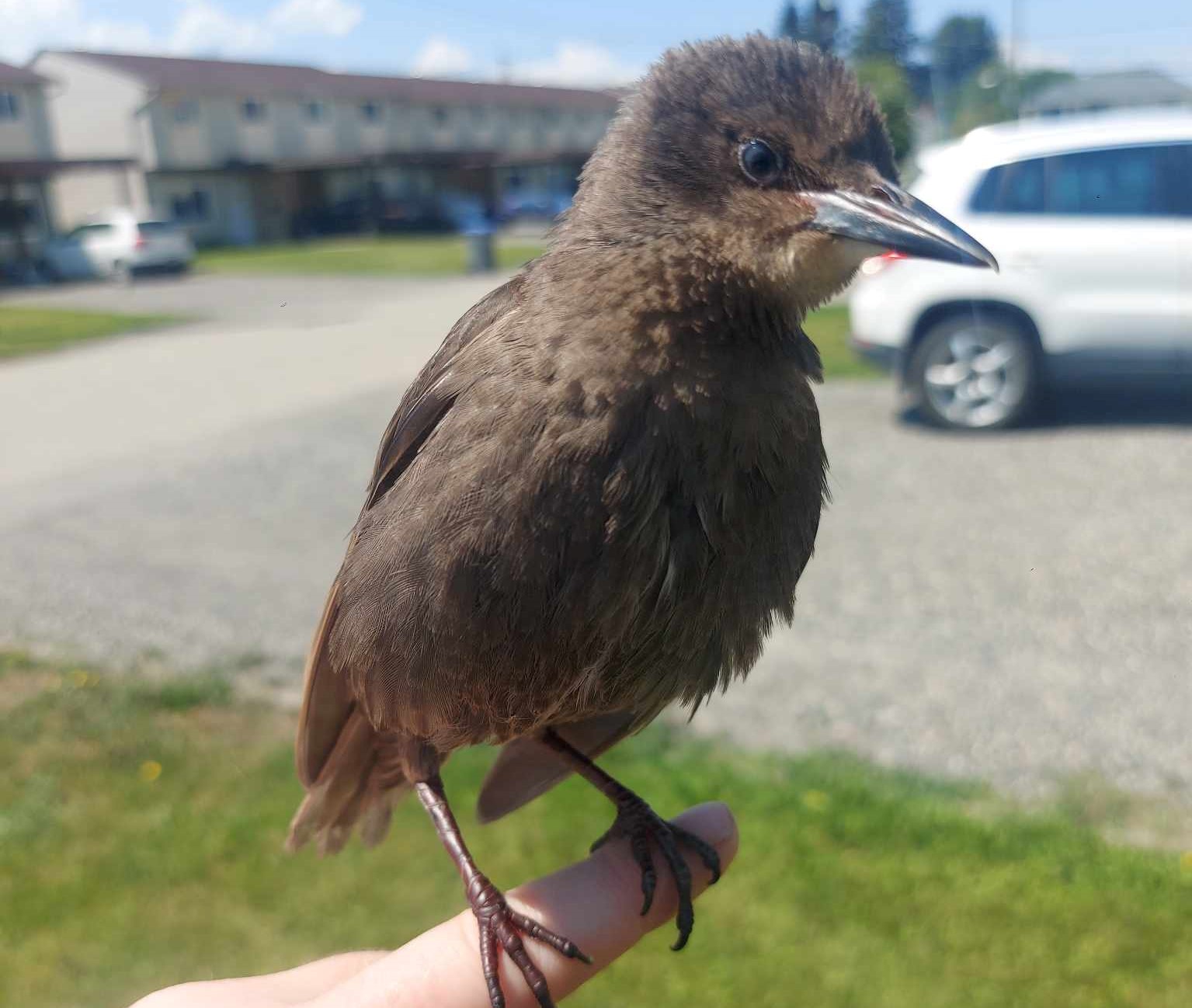 Kamloops kid helps unusual lost pet get safely back home | iNhome Kamloops kid helps unusual lost pet get safely back home | iNhome