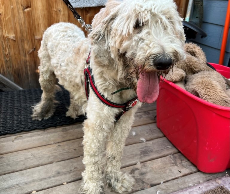 Vernon resident rescues a dumped dog on the run for two weeks | iNhome