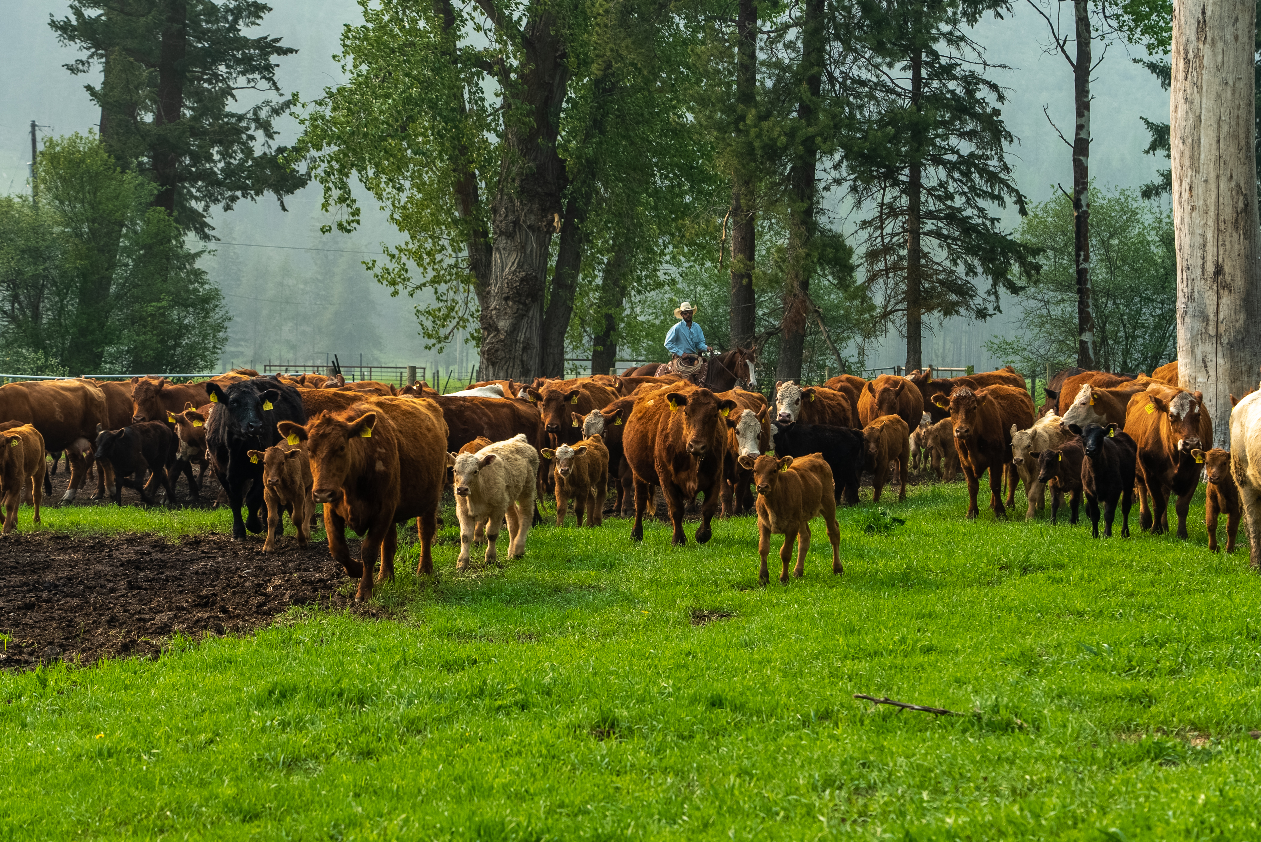 iN PHOTOS: Luxury ranch near Beaverdell going to auction as ‘Yellowstone North of 49’ | iNhome iN PHOTOS: Luxury ranch near Beaverdell going to auction as ‘Yellowstone North of 49’ | iNhome