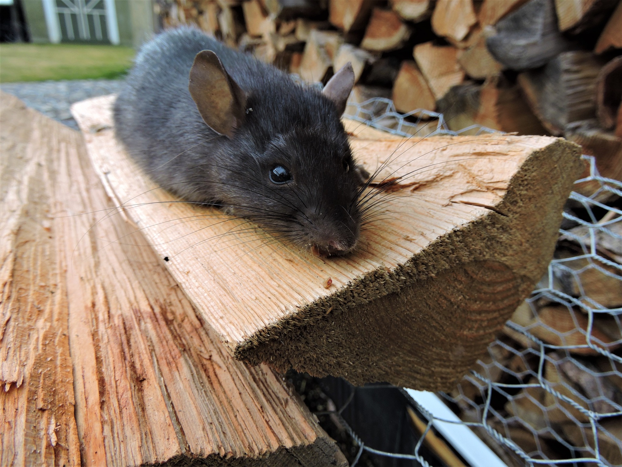 'Riddled with rats': New Vernon company getting into a growing industry | iNhome 'Riddled with rats': New Vernon company getting into a growing industry | iNhome