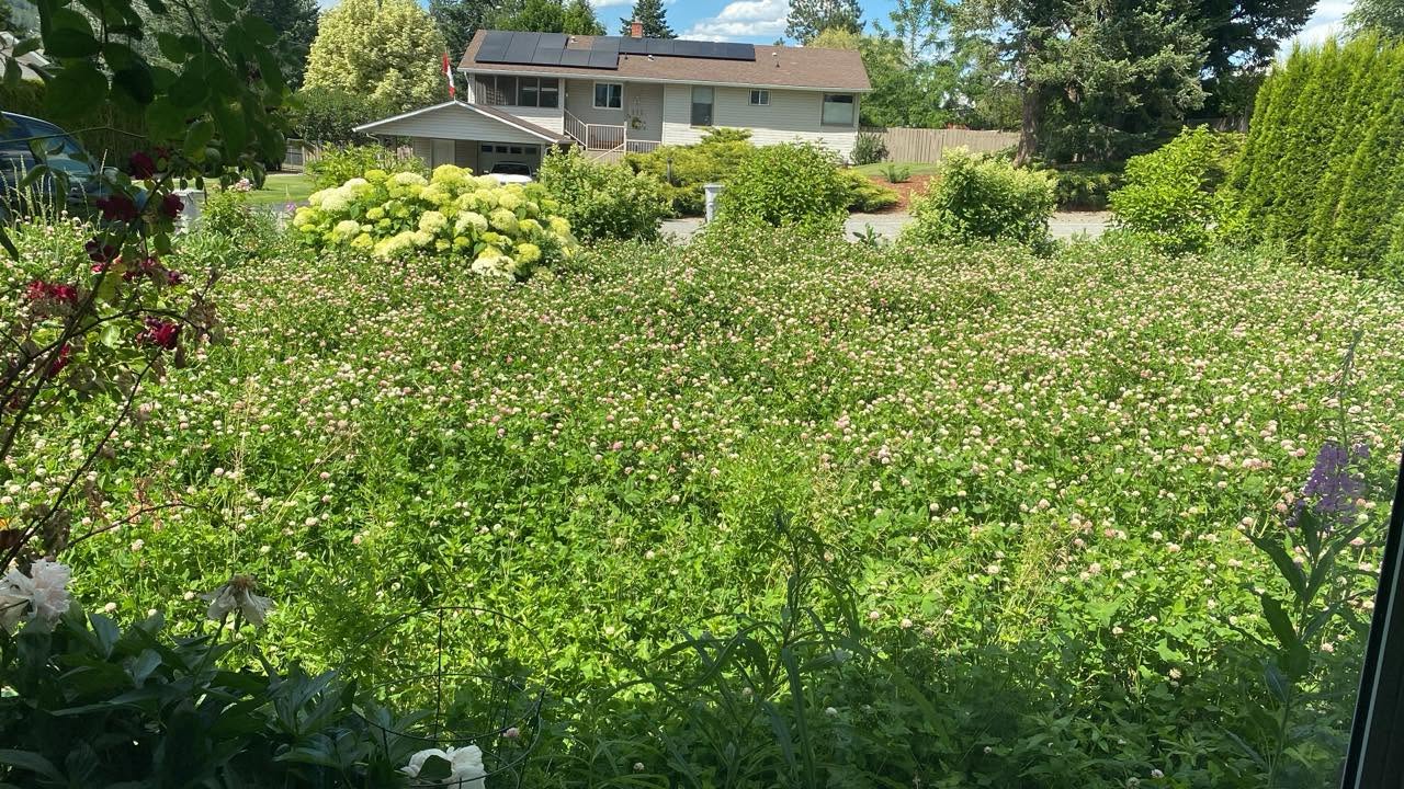 'So many perks': Kamloops resident replaces lawn with clover to save water | iNhome 'So many perks': Kamloops resident replaces lawn with clover to save water | iNhome