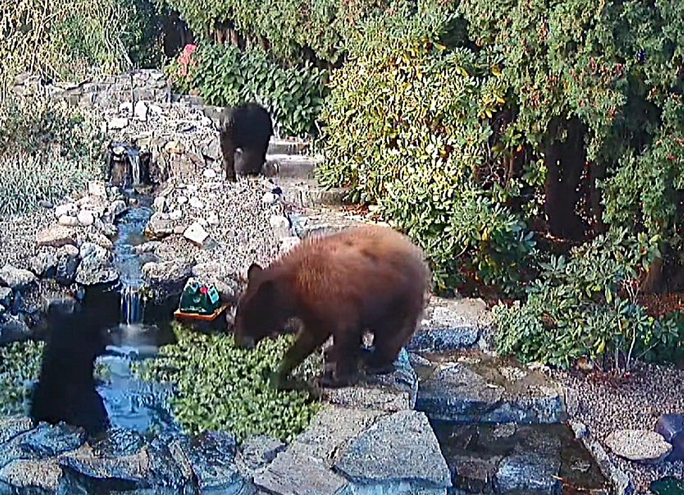 iN VIDEO: Party animals crash South Okanagan koi pond | iNhome