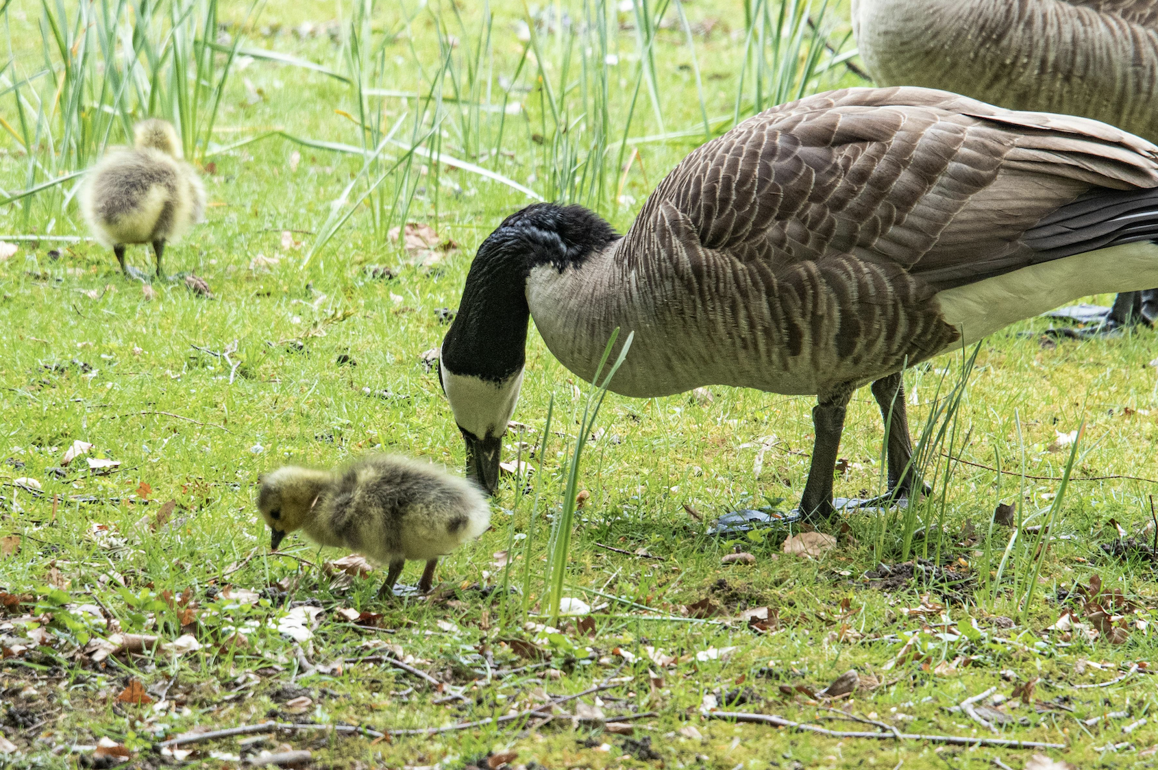 Video of man pushing goslings from Kelowna highrise cautionary tale about humans and wildlife | iNhome Video of man pushing goslings from Kelowna highrise cautionary tale about humans and wildlife | iNhome