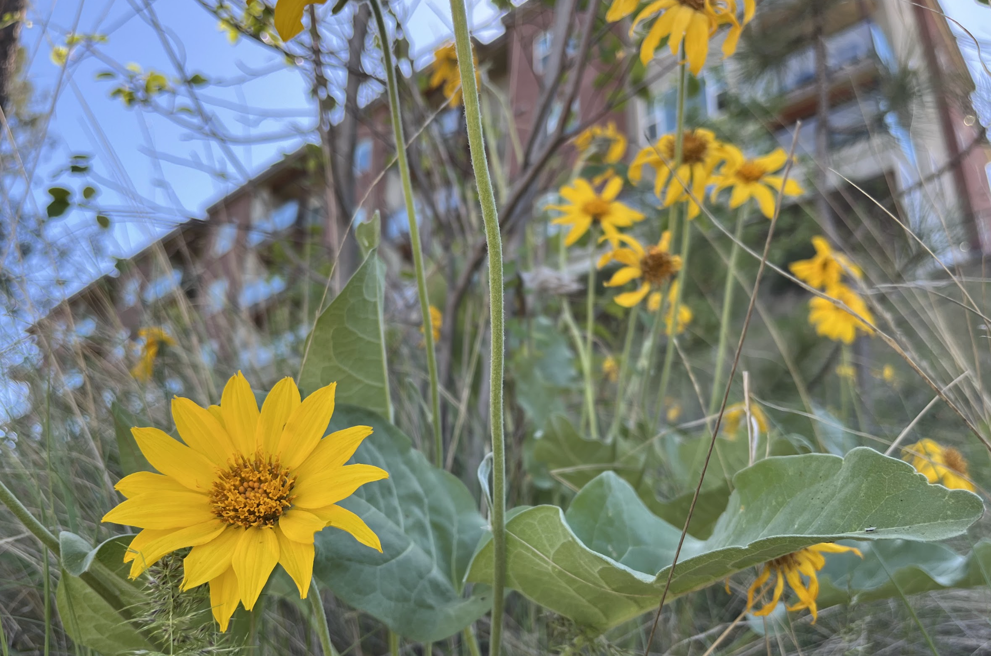 Why it’s nearly impossible to grow Okanagan sunflowers on your own | iNhome Why it’s nearly impossible to grow Okanagan sunflowers on your own | iNhome