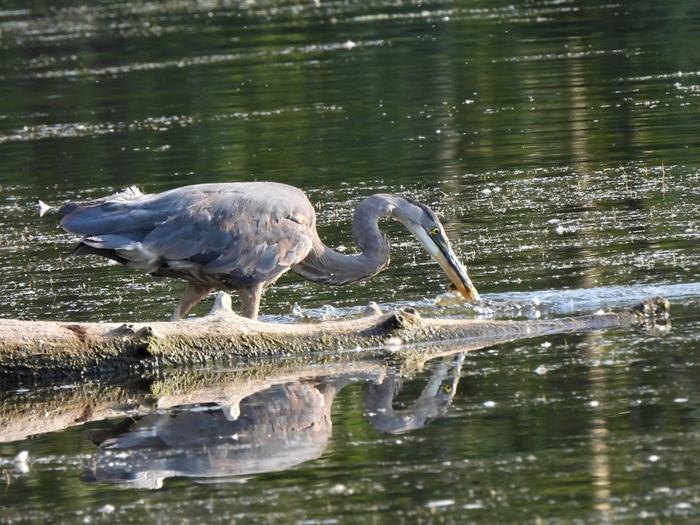 Kelowna's lost wetlands and building around the ones that are left | iNhome