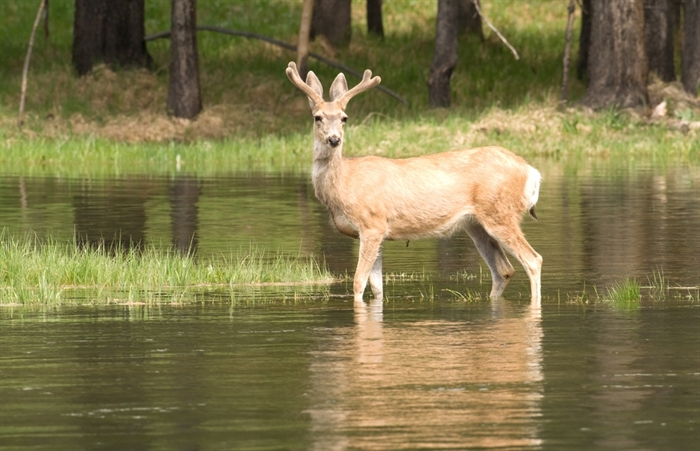 Kootenay woman upset by deer cull sues realtor for 'misleading' her about neighbourhood | iNhome Kootenay woman upset by deer cull sues realtor for 'misleading' her about neighbourhood | iNhome